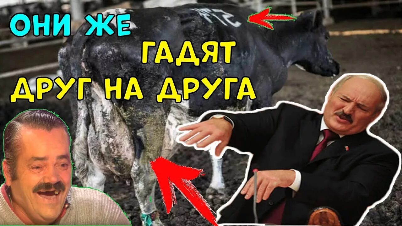 Лукашенко про корову. Лукашенко и коровы. лукашенко отчитывает чиновников в коровнике. батька лукашенко и корова. лукашенко в коровнике.
