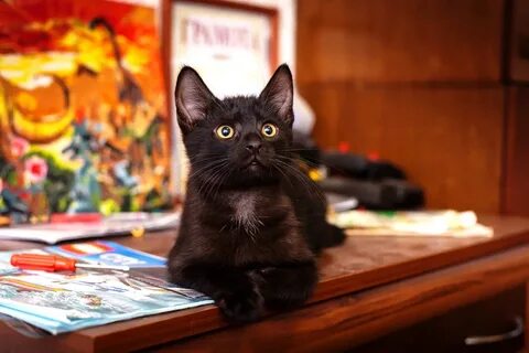 Активный кот