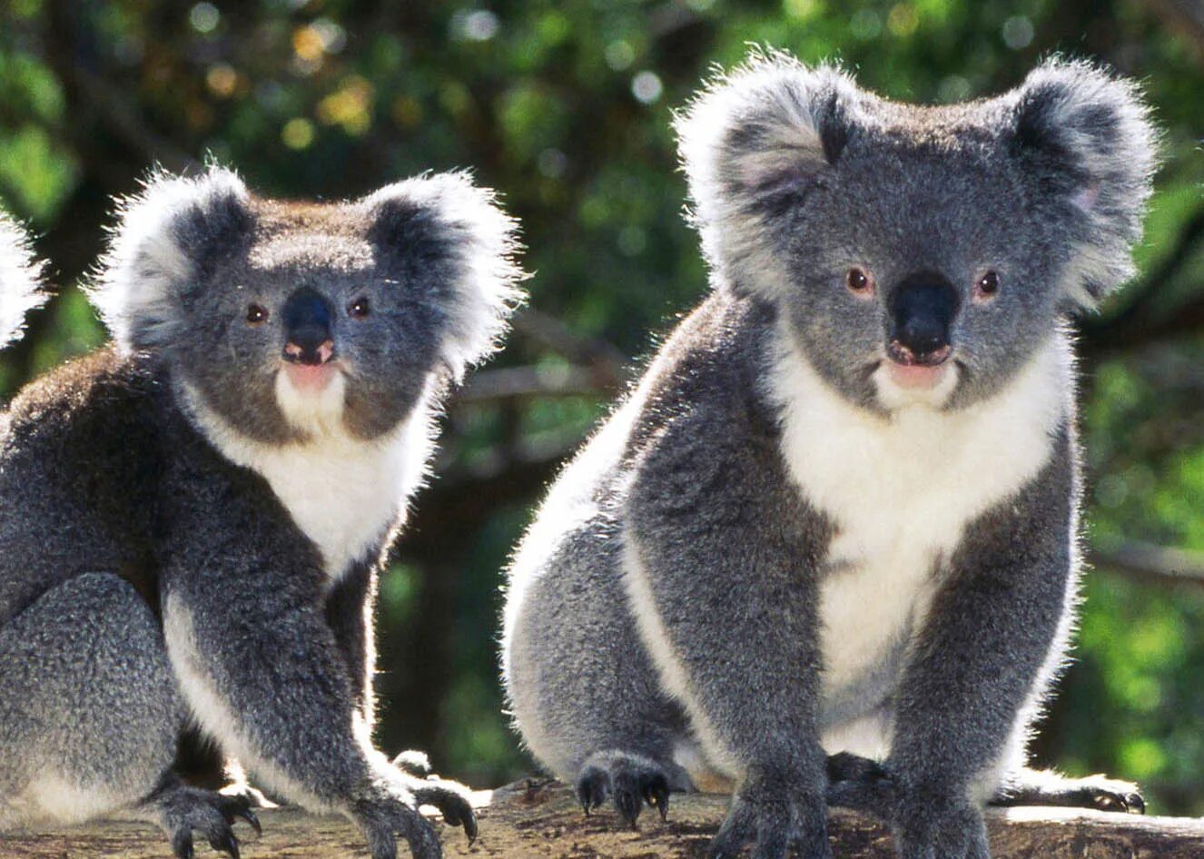 Медведь живущий в австралии. Животные Австралии коала. Сумчатый мишка коала. Эндемики Австралии животные.