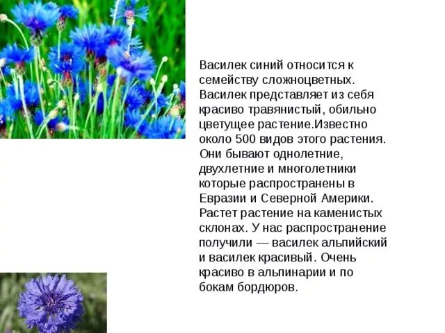 Васильки 3 класс. Описание цветка Василек 3 класс. Семейство Сложноцветные Василек синий. Василек текст описание.