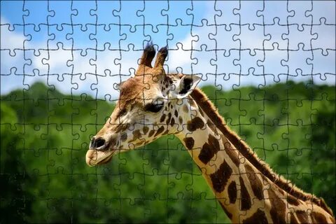 Giraffe neck