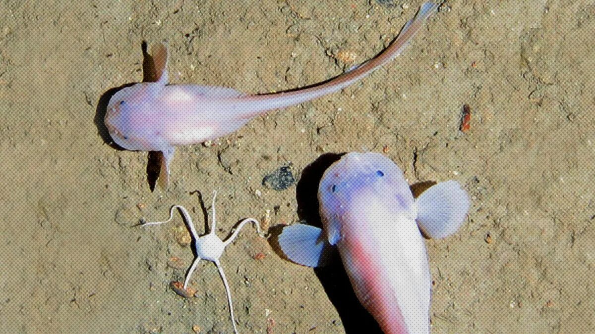 Scientists Find Fish at Lowest Depth Ever Recorded