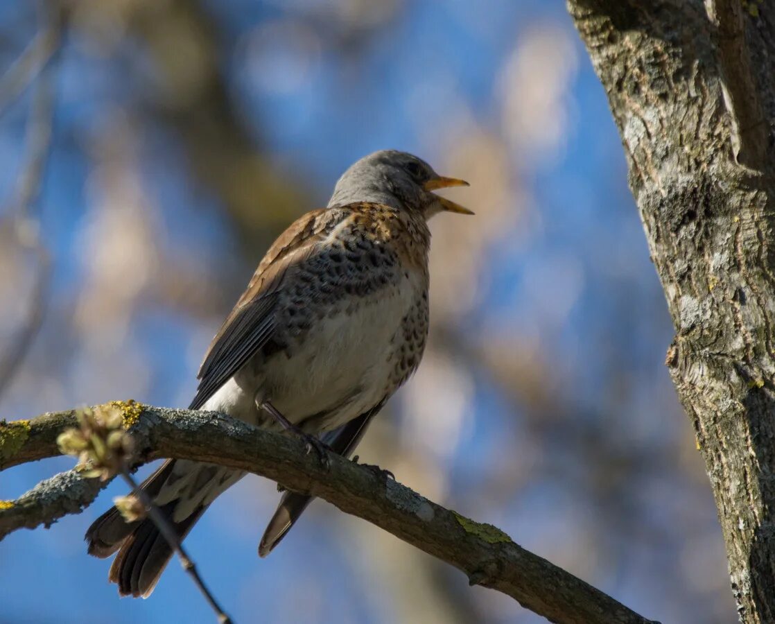 зяблик горихвостка. горихвостка уральские. удод дальневосточный. птицы уральских гор. Pyrrhula cineracea.