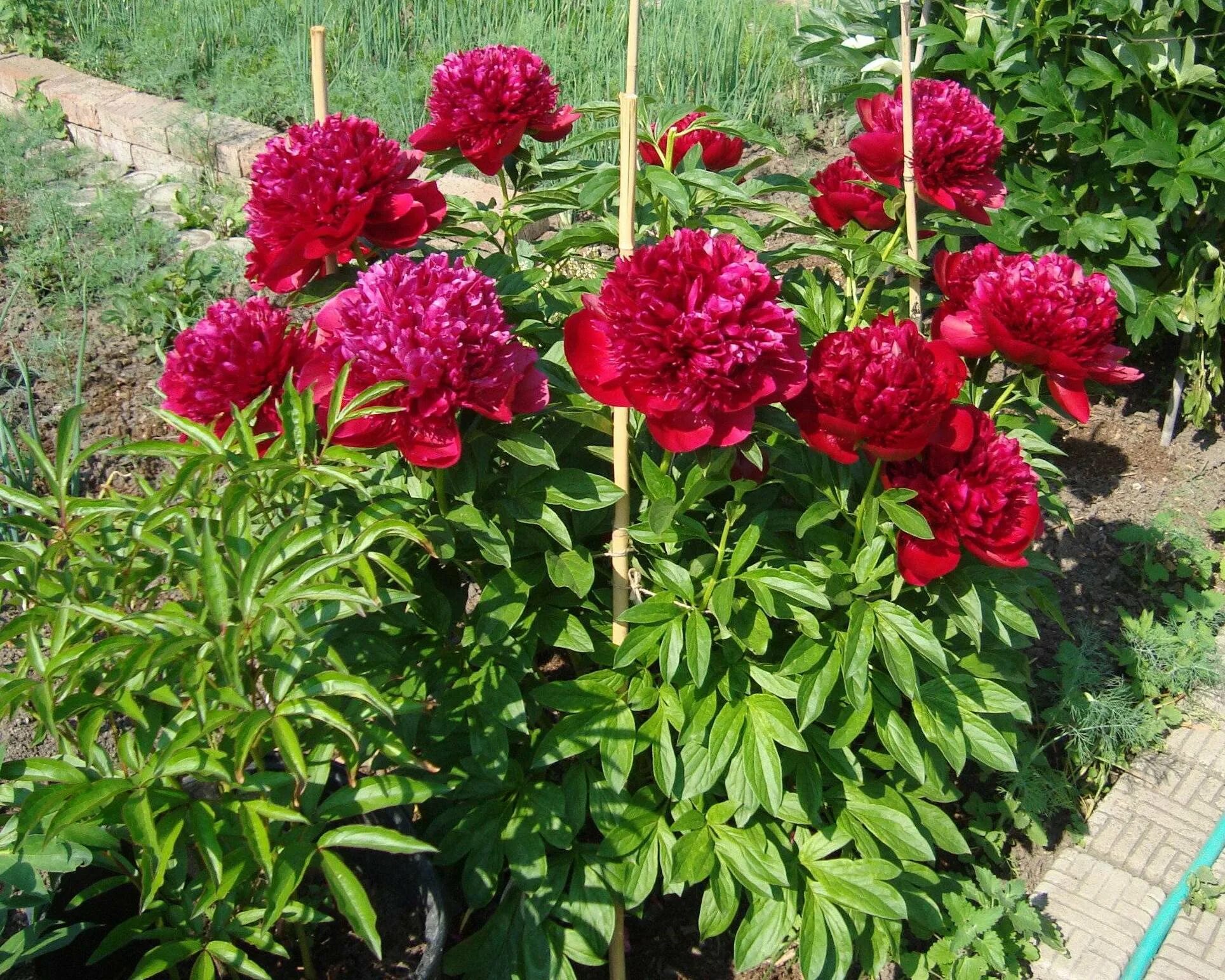 пион молочноцветковый red grace. пион молочноцветковый double red. пион перпл спайдер. пион молочноцветковый red magic. пион травянистый ред.