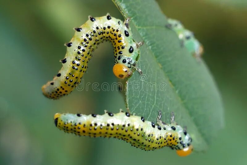 2 личинки бабочек. 2 личинки бабочек. 2 личинки бабочек. Гусеница землемер зеленая. Смешная гусеница.
