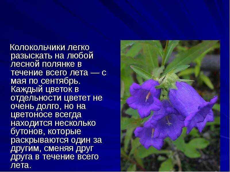 Стих про колокольчик. Загадки. Текст цветка колокольчик. Колокольчик тонколистный полевой. Загадка про колокольчик цветок.