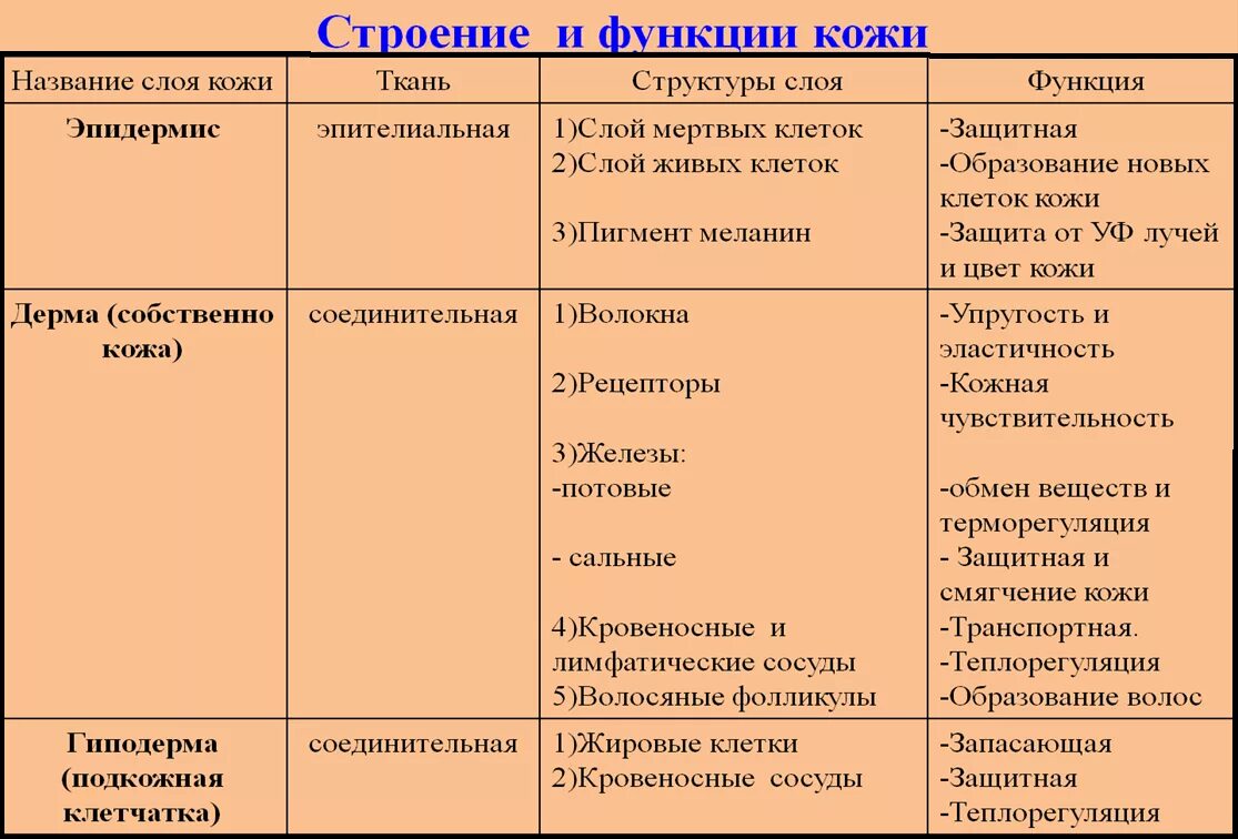 Покровы тела 8 класс биология таблица Особенности покровов тела животных таблица: найдено 59 картинок