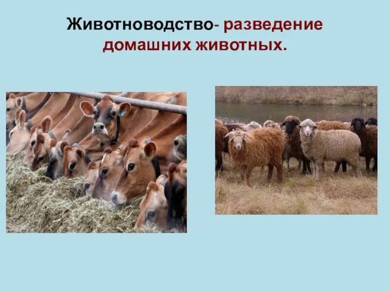 Животноводство презентация. Скотоводство районы выращивания. Скотоводство условия. Скотоводство районы выращивания. Состав отрасли животноводства.