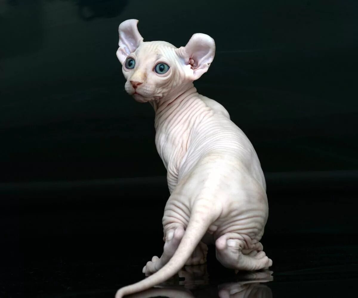 Котята эльфы