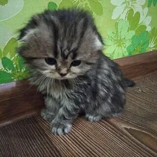 Коты челны