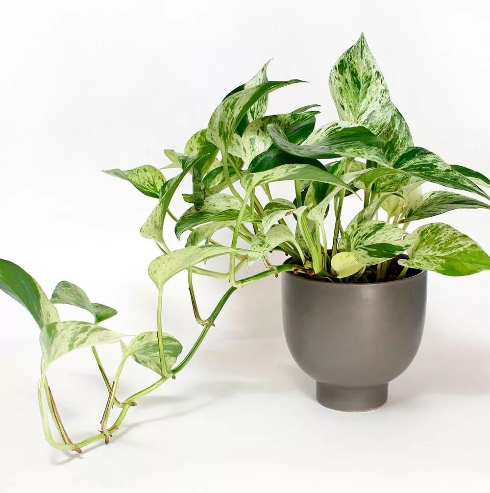 Стендапсус. Стендапсус. Сциндапсус ауреум. Сциндапсус пиктус. Эпипремнум моссток.