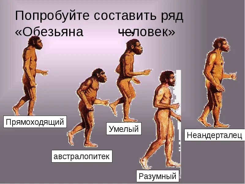 Как человек стал человеком кратко. От какой обезьяны произошел человек. Происхождение человека. Эволюция человека с названиями. Происхождение человека от обезьяны.