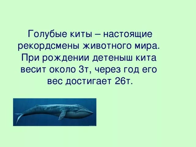 Сколько весит детеныш. Голубой кит с детенышем. Детеныш синего кита. Голубой кит вес. Детеныш кита при рождении.