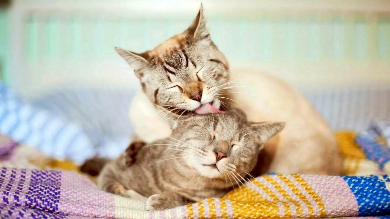 Ласковый котик фото Ласковые породы кошек Питомник Рэгдоллов
