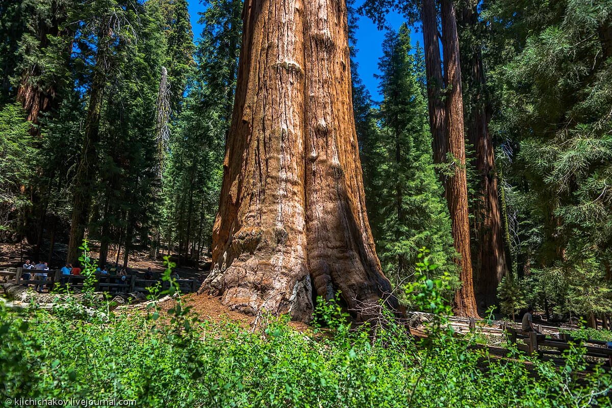 огромные деревья название. огромные деревья название. секвойя дерево гиперион. секвойя мамонтово дерево. огромные деревья название.