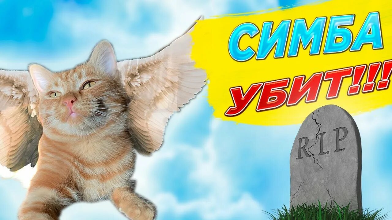 Включи кот симбочка. Симба старший тик ток. Тик - токер Симба. Симба. Кот Симба младший из тик тока. Котик Симба в тик ток.