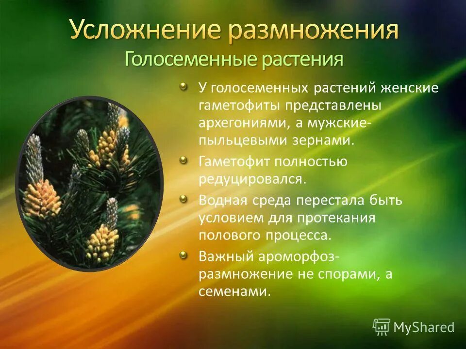 Усложнение организации папоротников. Усложнения голосеменных. Голосеменные растения усложнение организации. Ароморфозы голосеменных растений. Жизнедеятельность голосеменных растений.