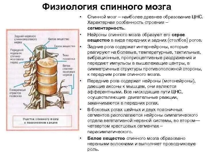 Функции спинного мозга анатомия. Рефлекторная функция спинного мозга строение. Структуры спинного мозга строение и функции. Строение спинного мозга физиология.