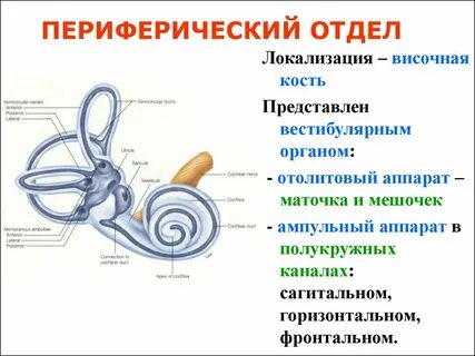 Рецепторный отдел вестибулярного анализатора расположенный в преддверии