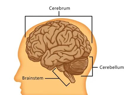 Cerebrum