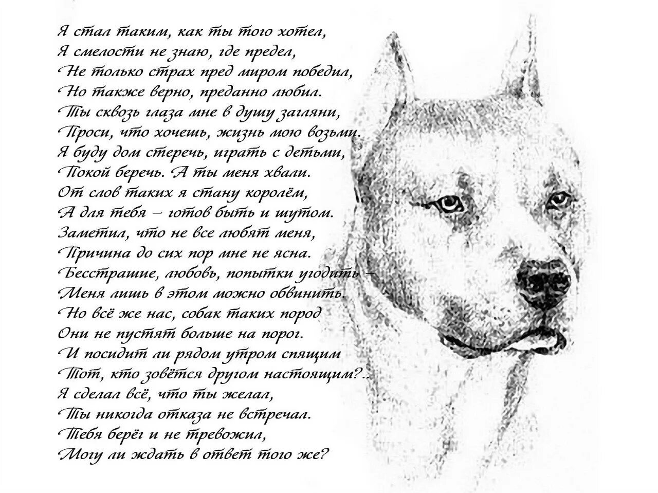 Стих про собаку. Стихотворение посвященное собаке. Стихотворение про пса. Стихи про животных собак.