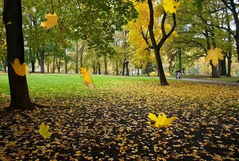 Песня осень желтым листопадом заглянула слушать