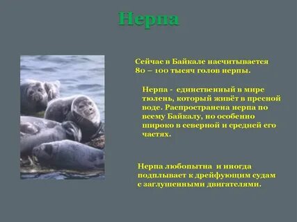 В озере байкал насчитывается 27