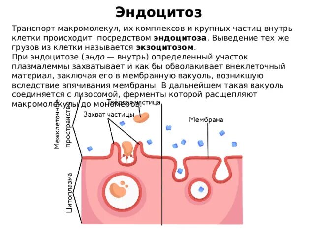 Установить последовательность эндоцитоза. Эндоцитоз структура клетки. Процесс эндоцитоза. Этапы эндоцитоза.