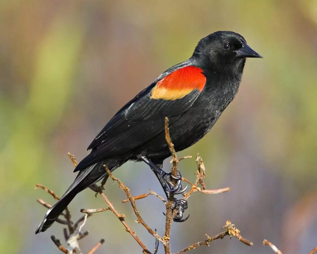 Red-Winged Blackbird. Красногрудый Луговой трупиал. Цейлонский Дрозд. Длиннохвостый Луговой трупиал.
