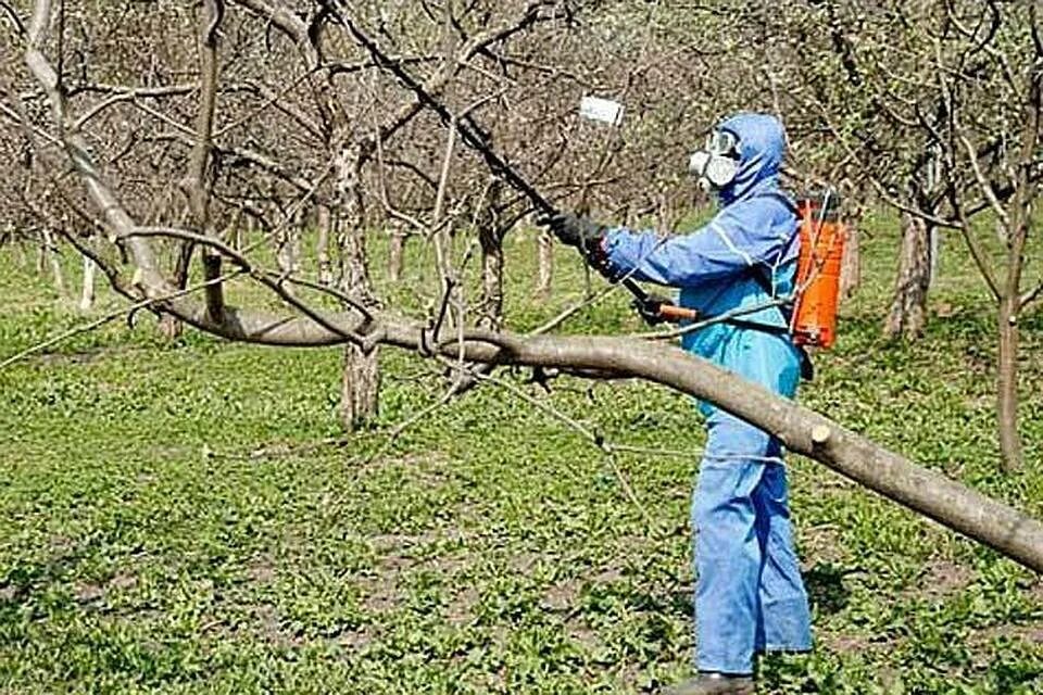 Опрыскивание плодовых деревьев. Опрыскивание от вредителей деревьев в саду весной. Обработка дерева. Весенняя обработка плодовых деревьев. Первая весенняя обработка плодовых деревьев