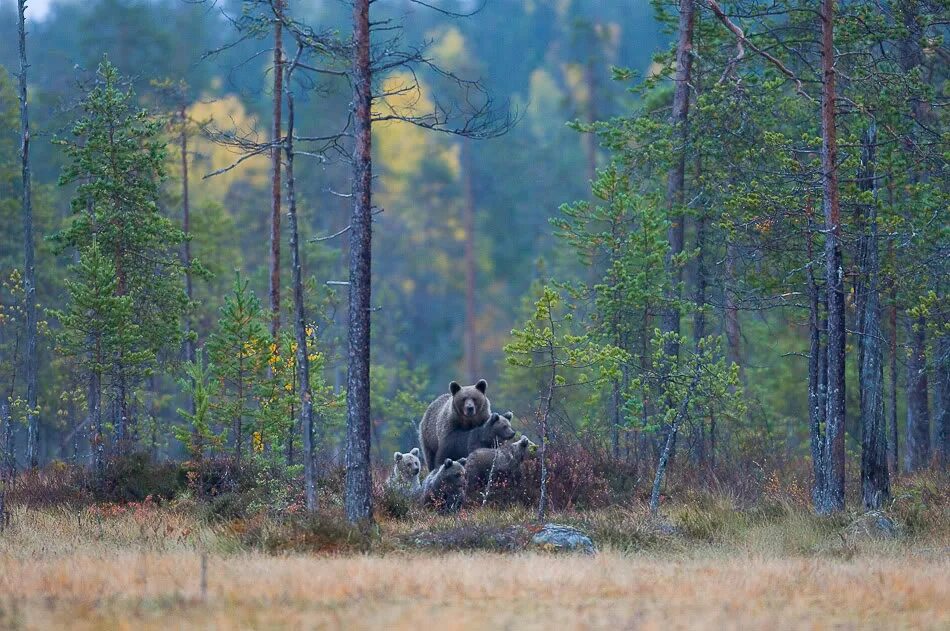 Кувайская Тайга. Сибирский, Таежный, Лесной, дикий. Глухая Тайга Сибири. Дикая Тайга