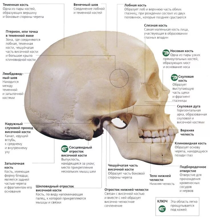 Строение кости черепа человека. Строение теменной кости черепа человека. Сосцевидный отросток височной кости на черепе. Строение черепа сосцевидный отросток.