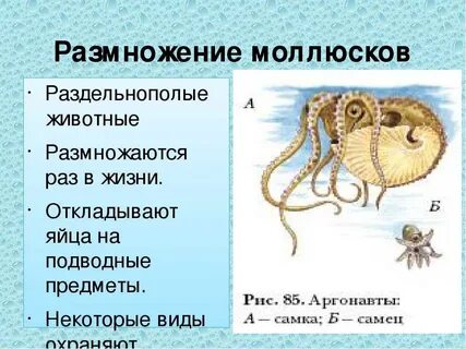 Раздельнополые животные