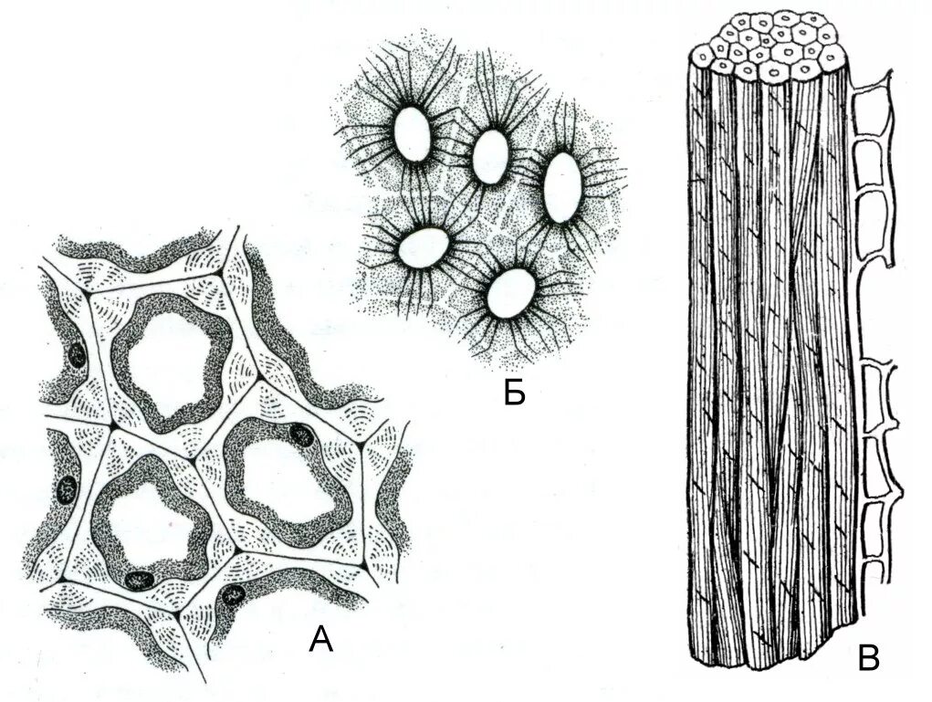 Волокна растительная клетка