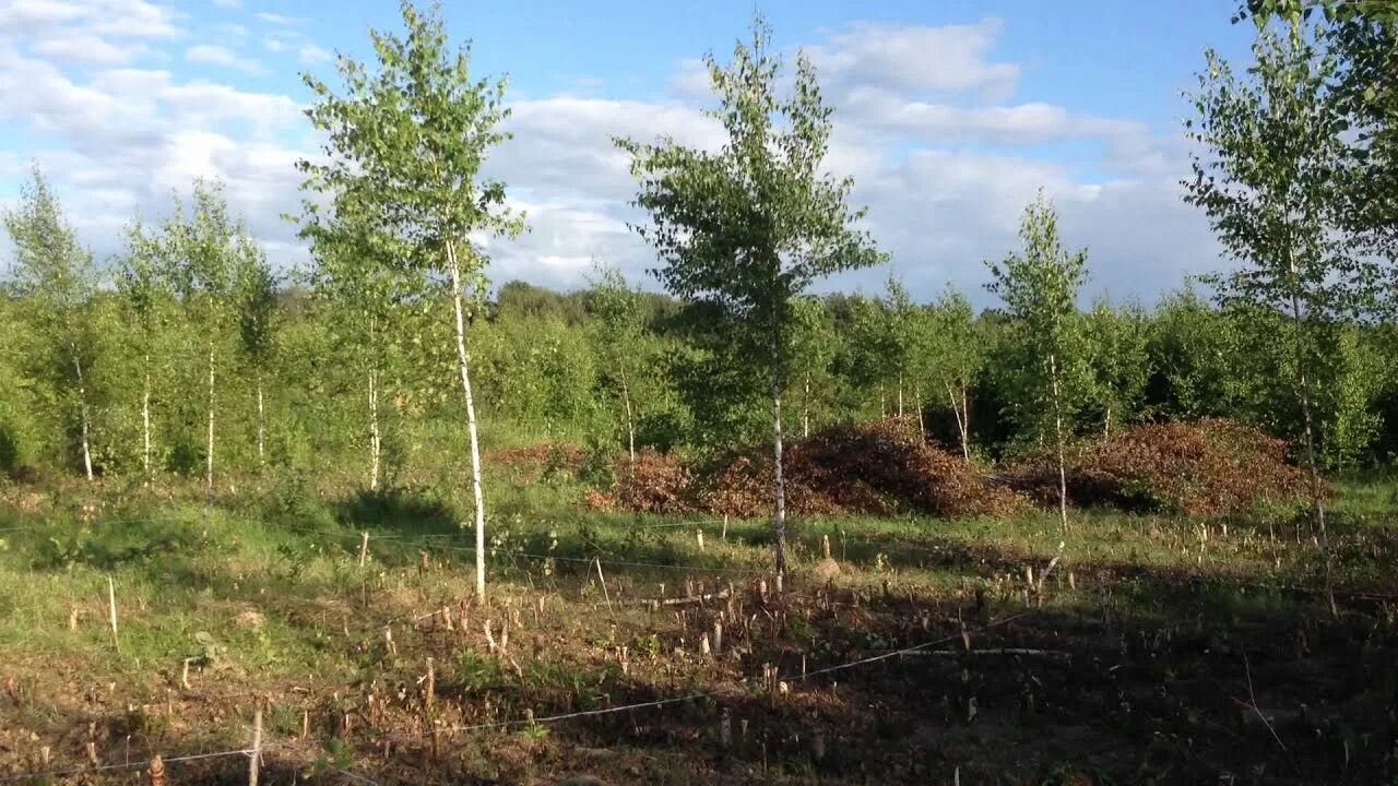 Как взять в аренду участок леса. Как взять в аренду участок леса