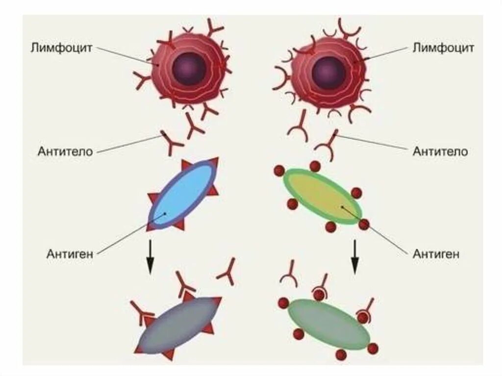 Антигены антитела иммунный ответ. Антиген антитело. Комплекс антиген антитело. Иммунитет антитела антигены. Иммунные клетки схема.