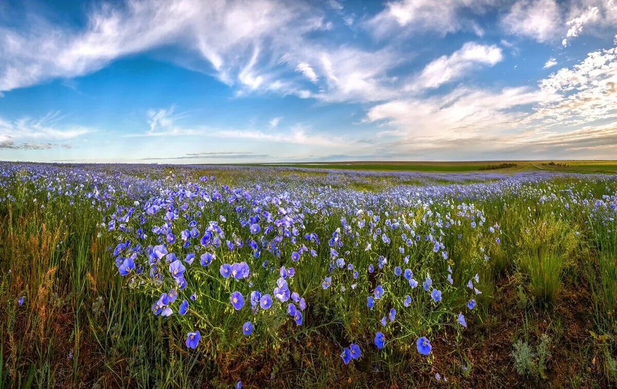Скатерть из льна. Край лен. Льняные поля маслянинского района. Обработка краев льняная ткань. Лен натуральный ткань.
