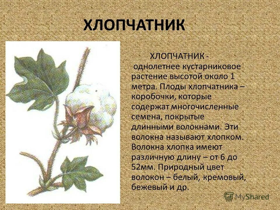 хлопчатник характеристика. хлопчатник растение описание. хлопковое масло полезные. хлопки для презентации. свойства хлопка.