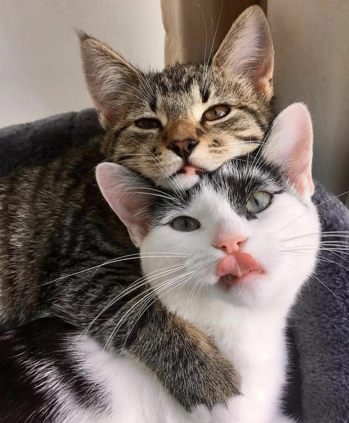 Кошечки любовь. Кошки любовь. Влюбленные кошки. Два котика. Красивые кошки.