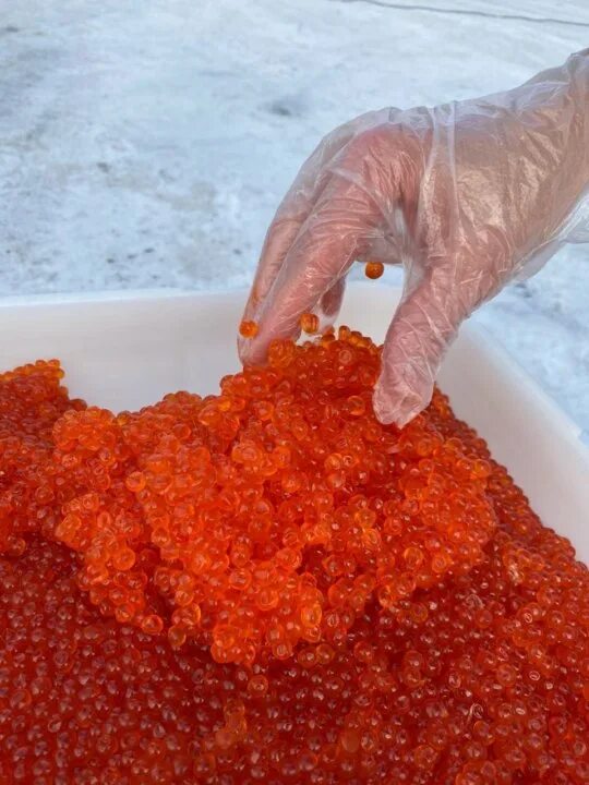 Икра кижуч кета. Икра нерки 500 гр. Красная икра горбуши. Горбуша икра 250. Кета и горбуша икра.