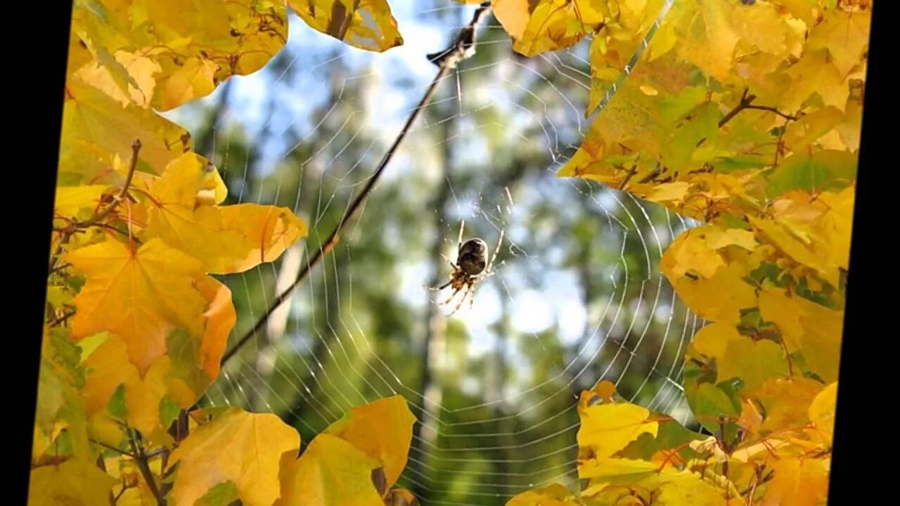 Осень наступила. Иллюстрация к стихотворению бабье лето. Осень настала фото. Настроение бабье лето.