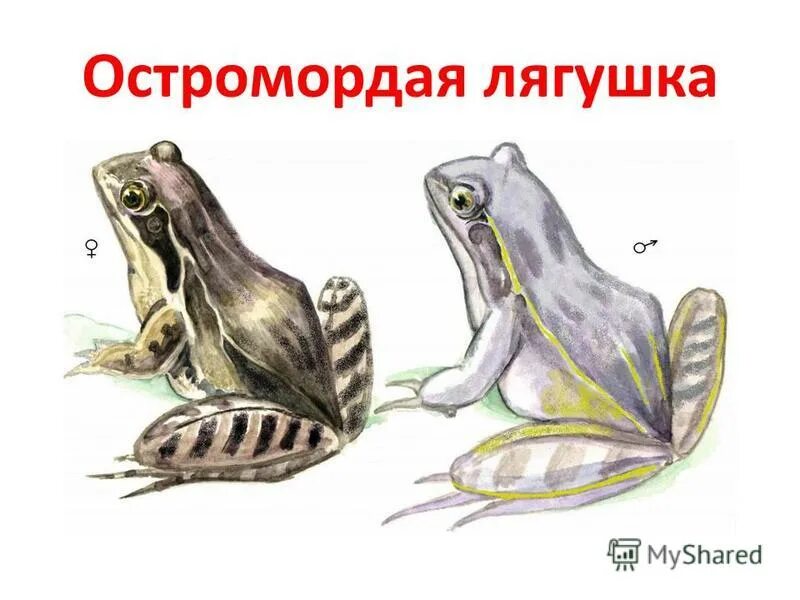 прогрессивные и примитивные черты строения лягушки остромордой
