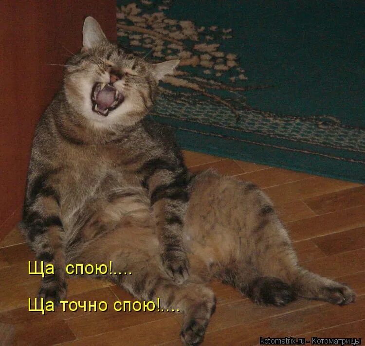 ничего спеть. а не спеть мне песню. фраза из мультфильма щас спою. котоматрица спальня. а не спеть ли мне песню о любви текст.