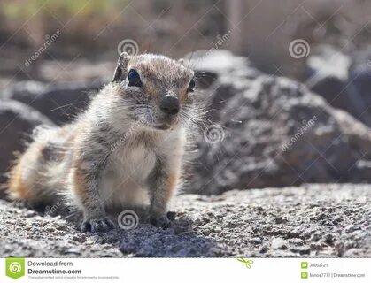 Fuerteventura Barbary Ground Squirrel 5 Stock Image - Image of spain, islan...