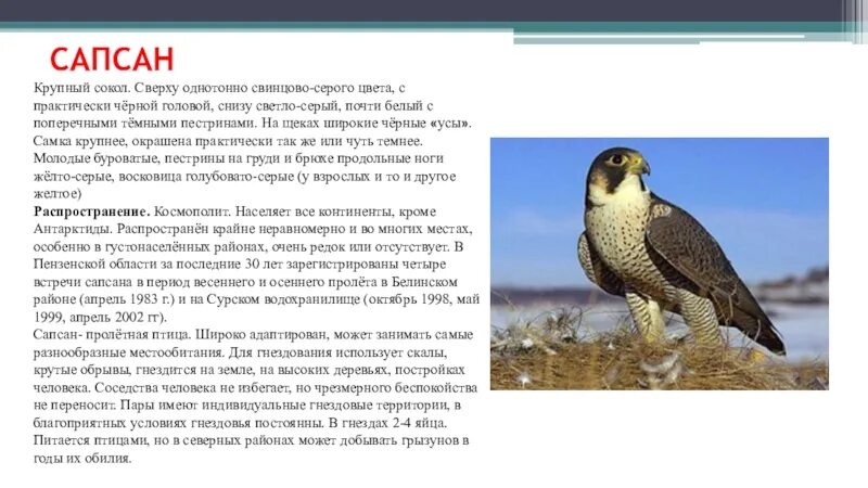 Рассказ о соколе