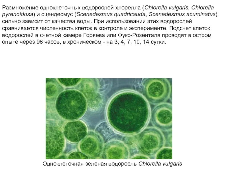 Среда обитания хлореллы. Одноклеточная водоросль хлорелла. Одноклеточные зеленые водоросли хлорелла. Биотестирование хлорелла. Сценедесмус хлорелла.