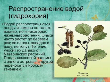 Способ распространения плодов водой