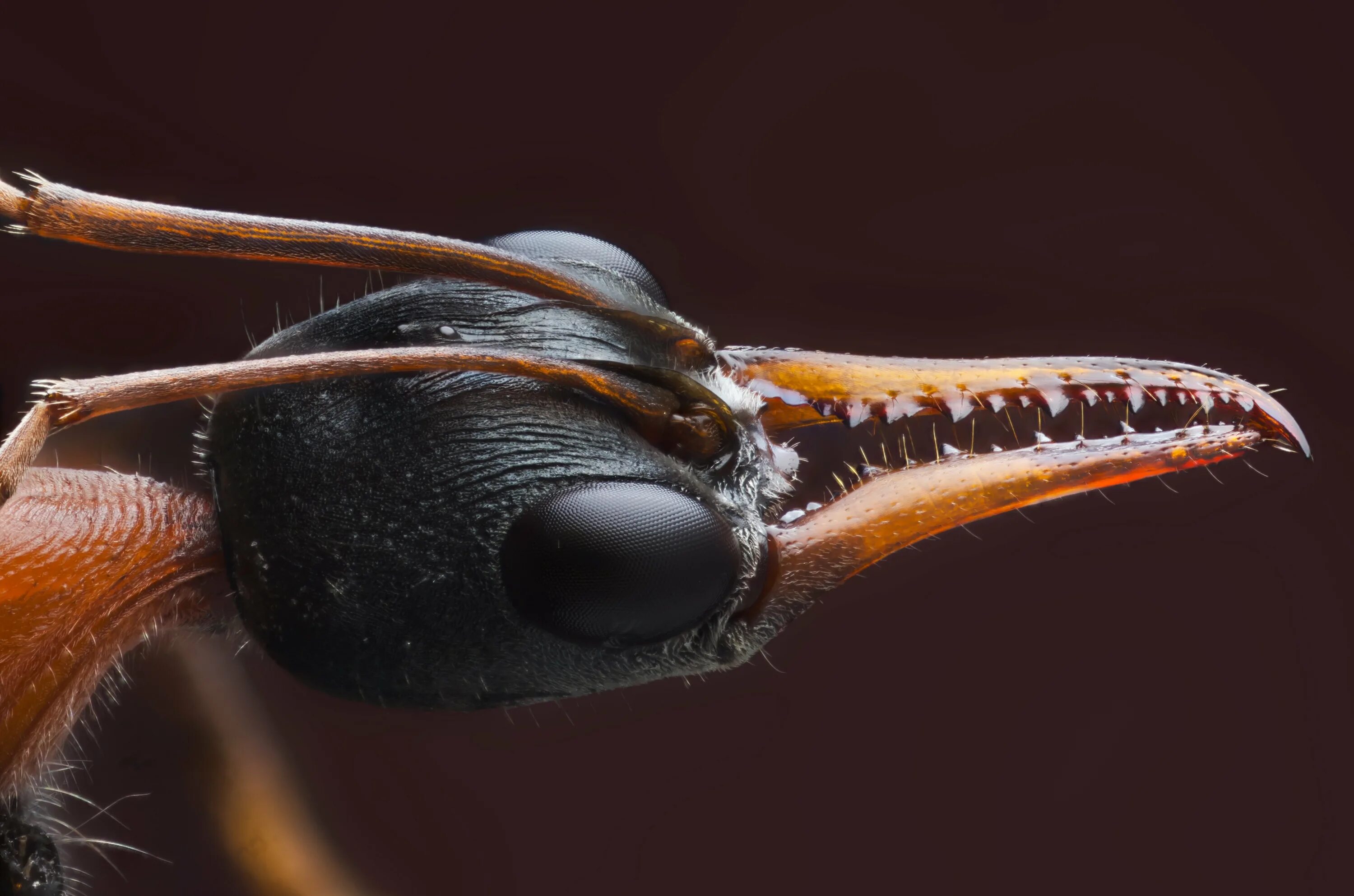 Myrmecia nigrocincta. Жало муравья бульдога. Азиатский Шершень. Гигантский азиатский Шершень.
