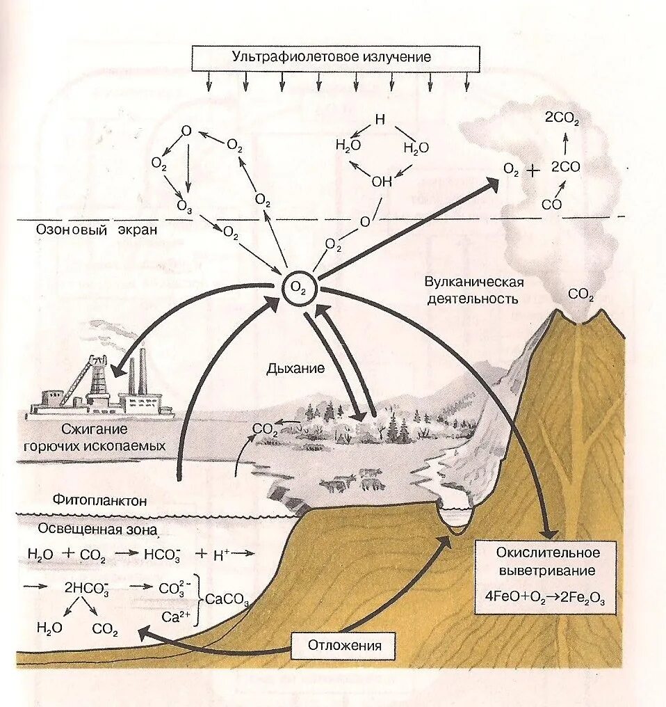 Круговорот кислорода процессы. Круговорот кислорода в биосфере. Биохимический цикл кислорода схема. Круговорот кислорода в биосфере схема 11 класс. Упрощенная схема круговорота кислорода в биосфере.