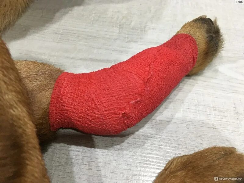 Собака потянула лапу